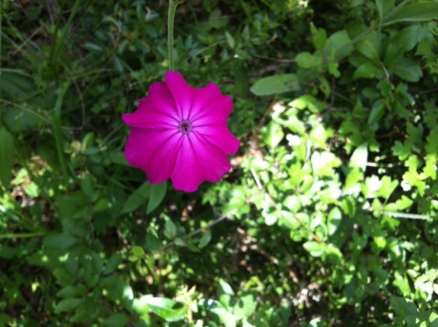 Lychnis coronaria